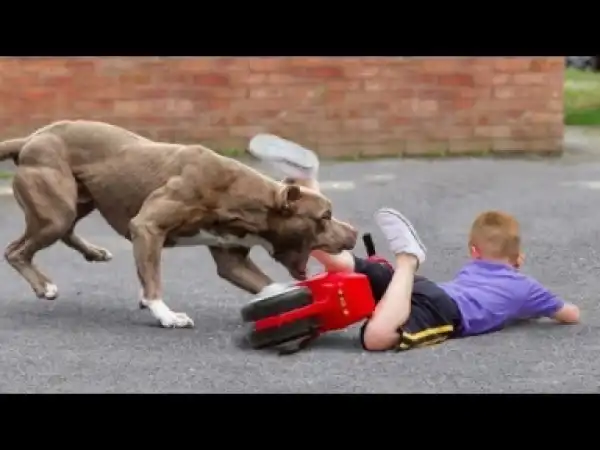 Video: 10 Reasons You Should Never Own A PitBull